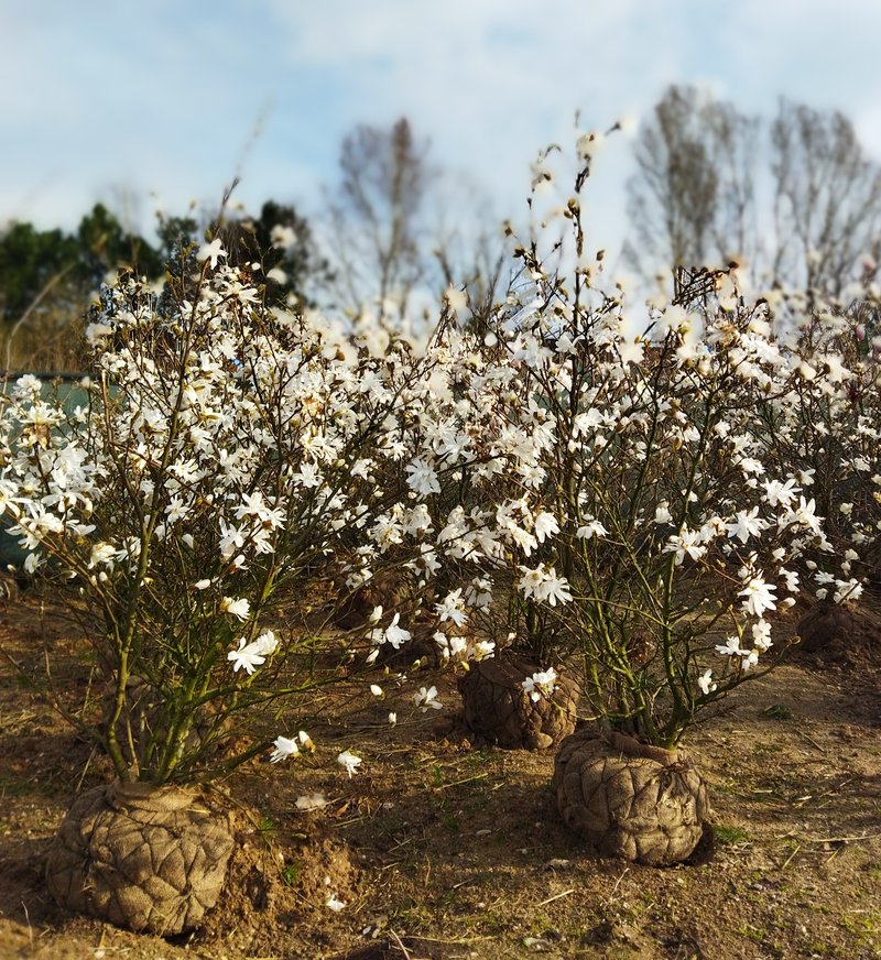 Magnolia stellata
