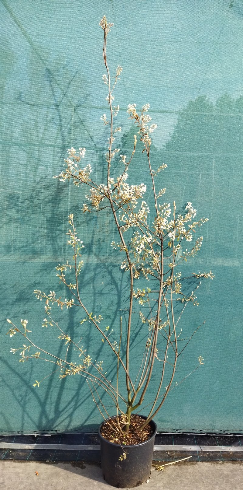Amelanchier lamarckii