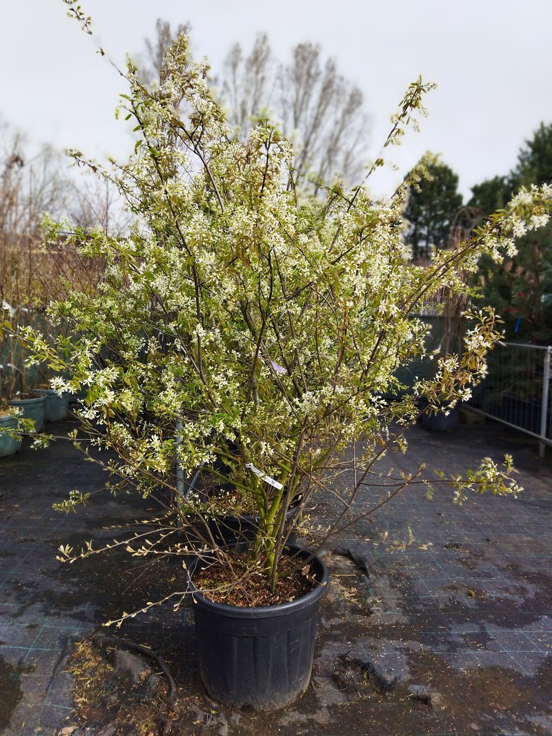 Amelanchier lamarckii