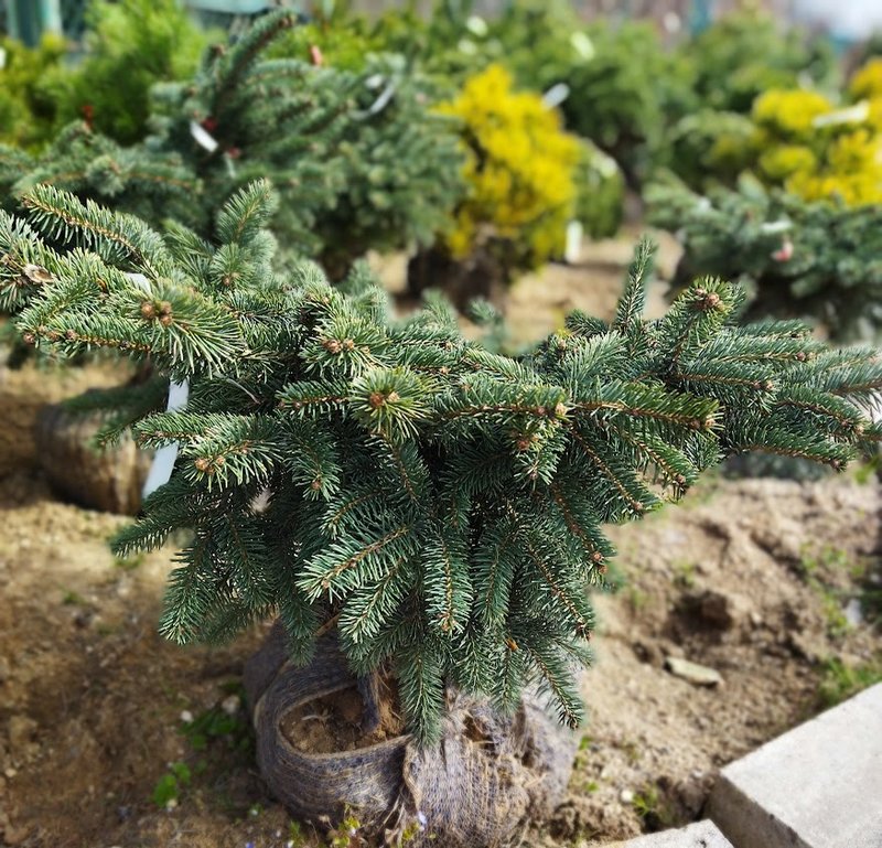 Picea x mariorika ´Machala´