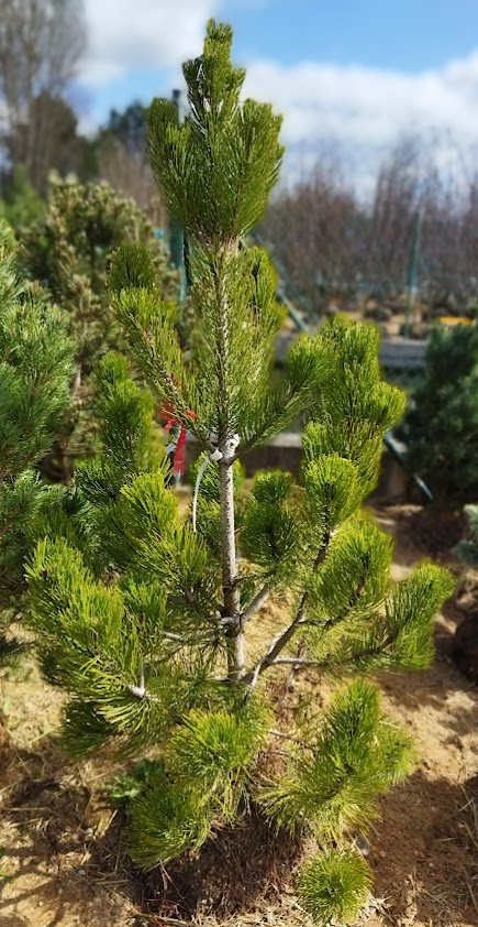 Pinus leucodermis ´Satelit Dědík´