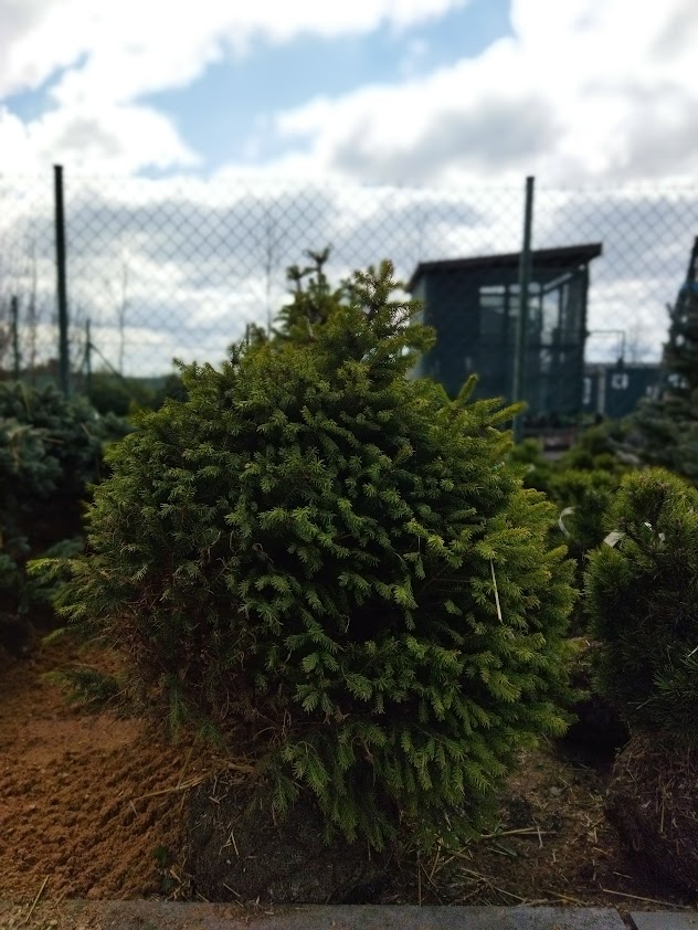 Picea abies ´Remontii´