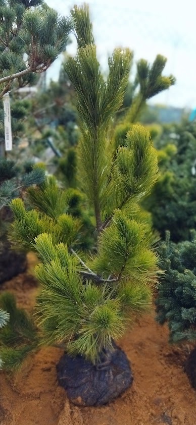 Pinus peuce