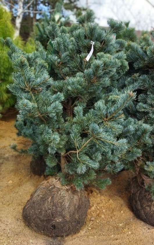 Pinus parviflora ´Negishi´