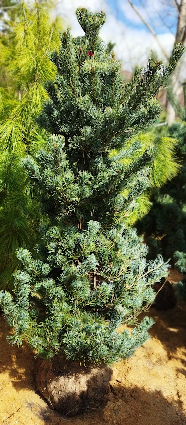 Pinus parviflora ´Tempelhof´