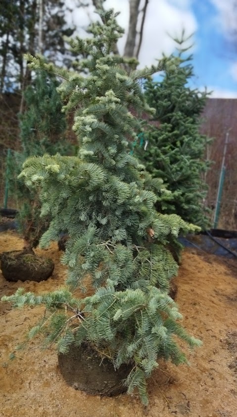 Abies concolor ´Violacea´