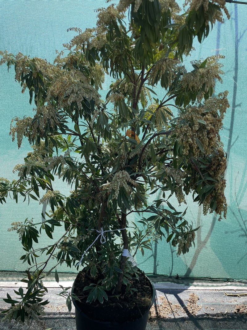 Pieris ´Flaming Silver´