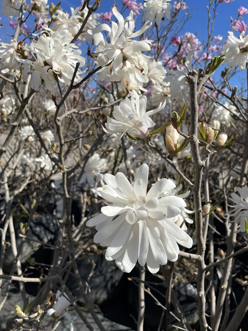 Magnolia stellata
