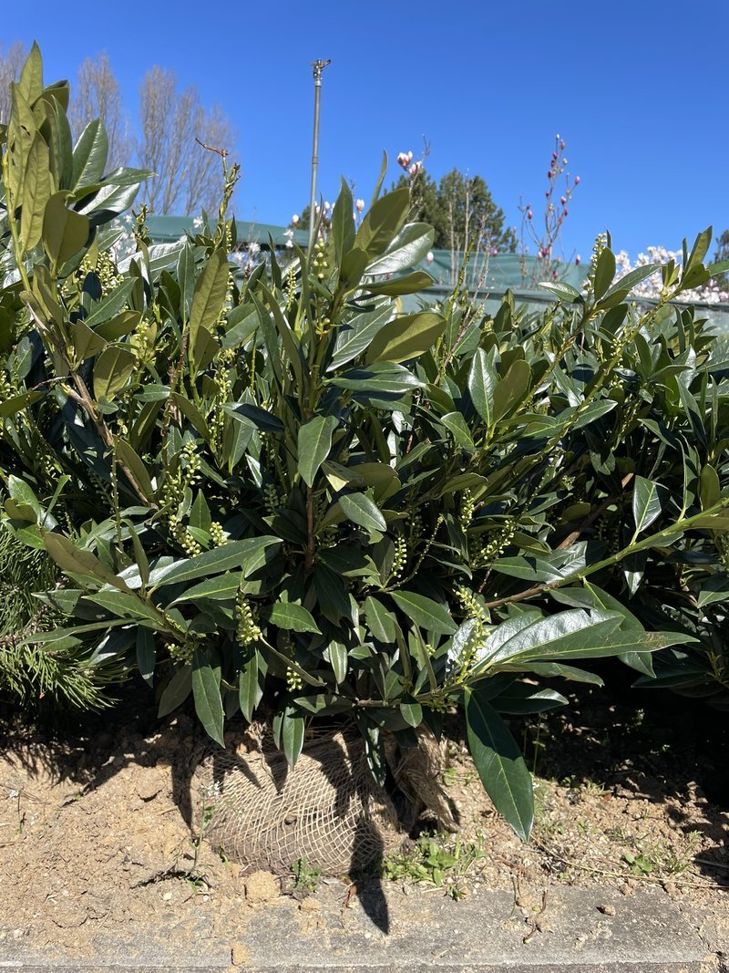 Prunus laurocerasus ´Otto Luyken´