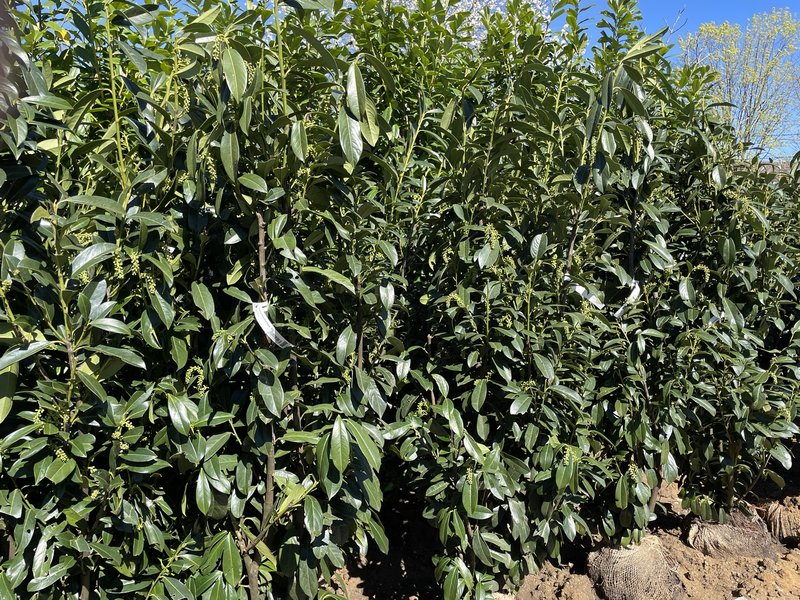 Prunus laurocerasus ´Elly´