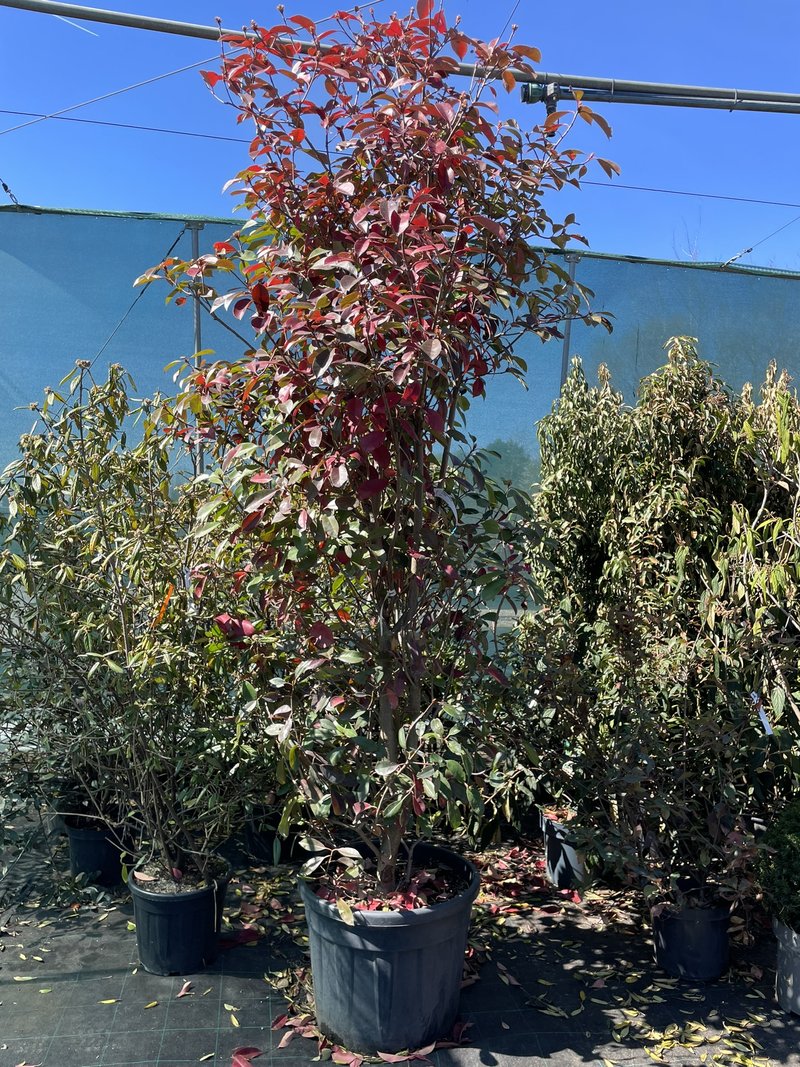 Photinia x fraseri ´Red Robin´