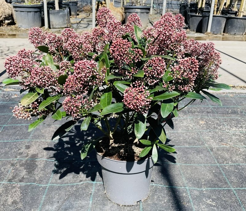 Skimmia japonica ´Rubella´