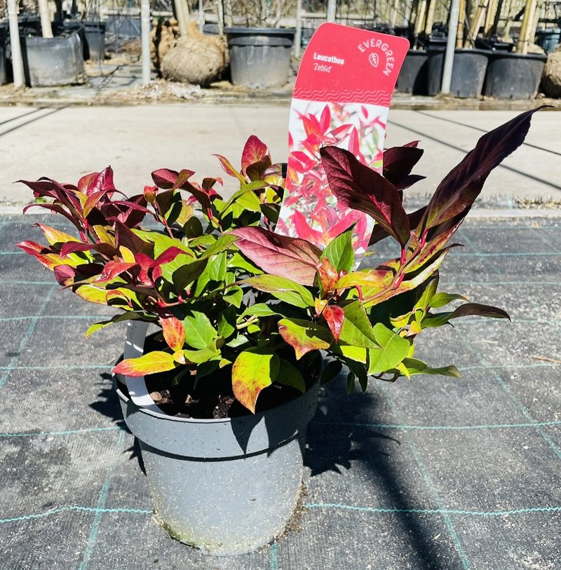 Leucothoe ´Zeblid´