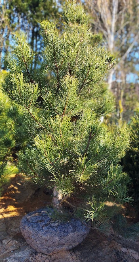 Pinus nigra