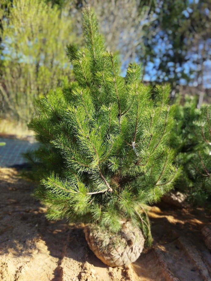 Pinus nigra