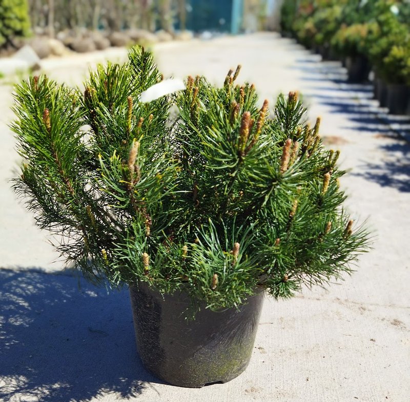 Pinus mugo mugo