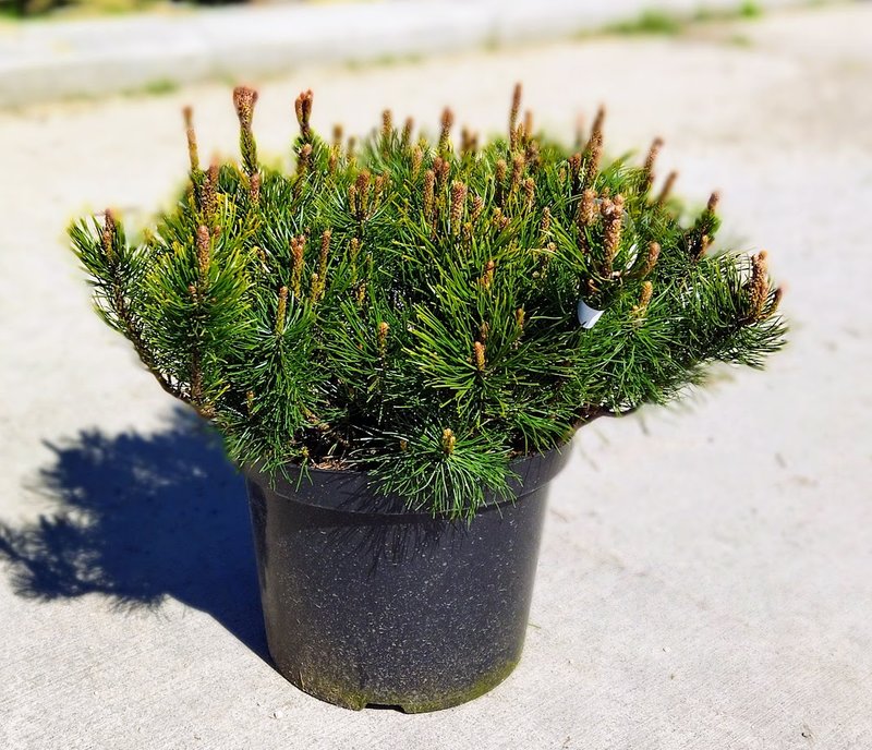 Pinus mugo ´Pumilio´