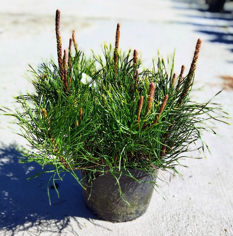 Pinus mugo ´Pumilio´