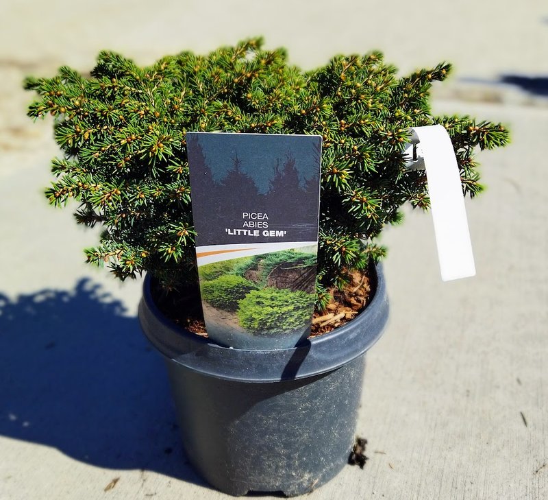 Picea abies ´Little Gem´