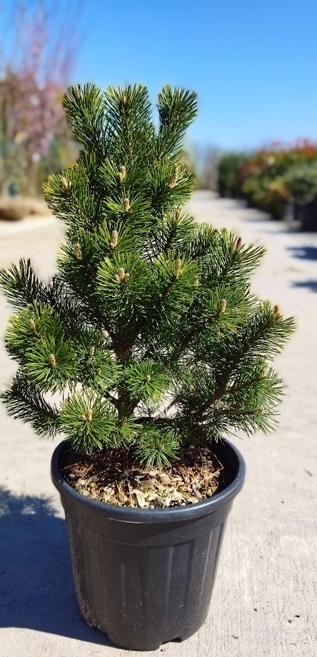 Pinus mugo ´Gnom´