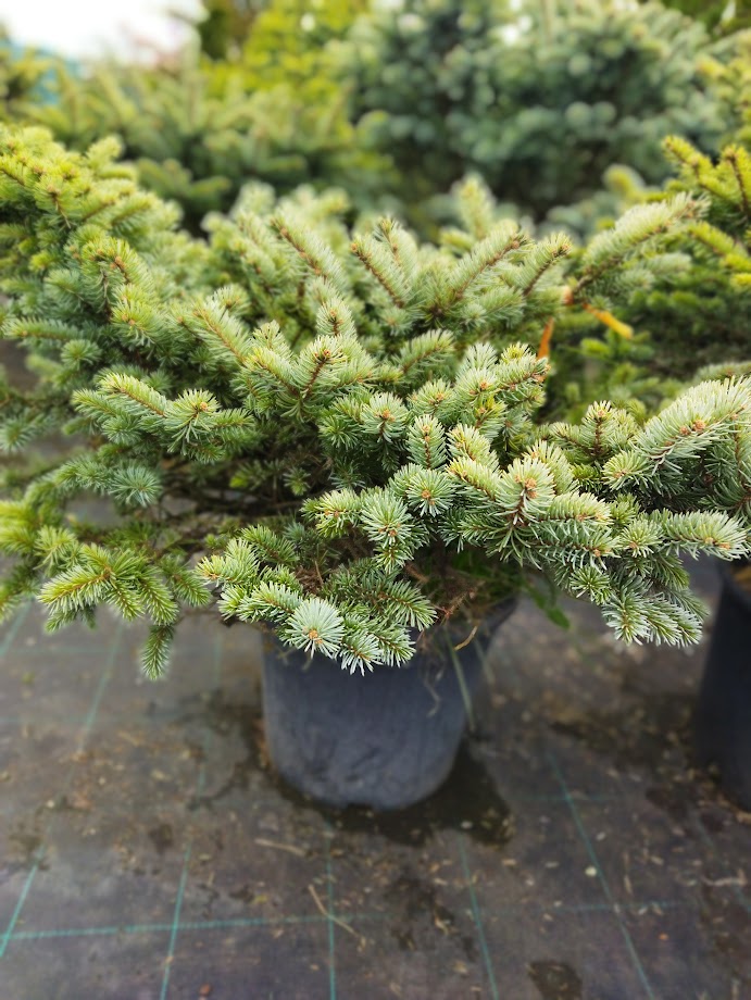 Picea pungens ´Glauca Globosa´
