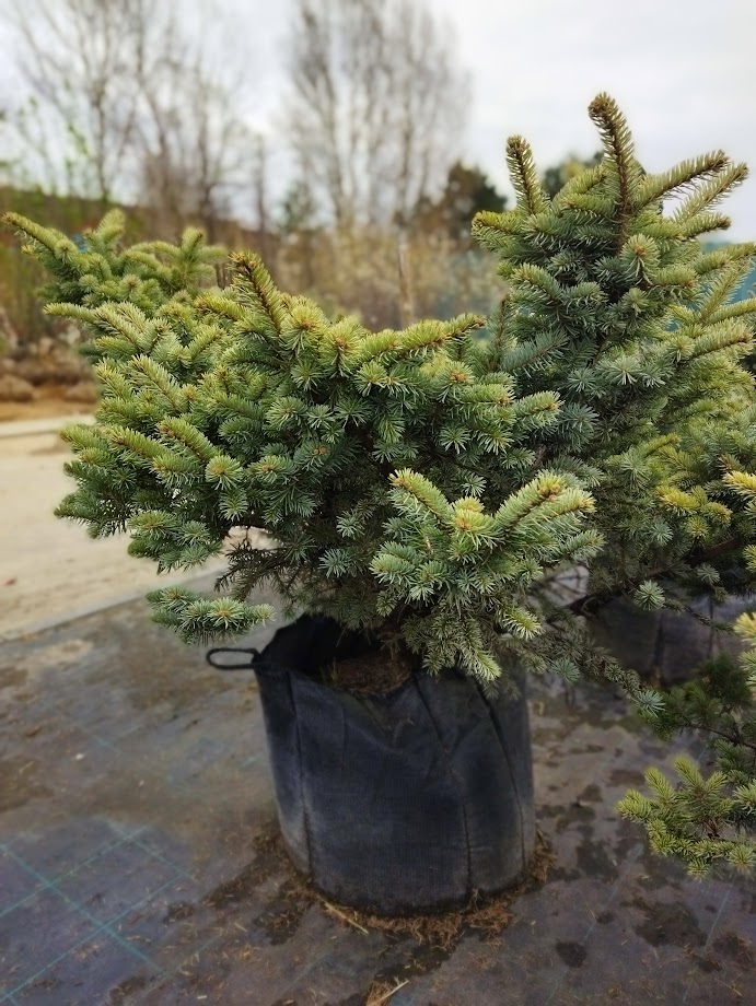 Picea pungens ´Glauca Globosa´