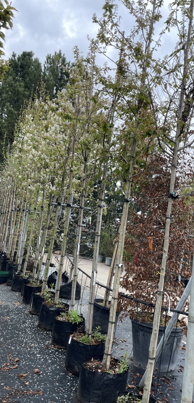 Amelanchier laevis ´Ballerina ´