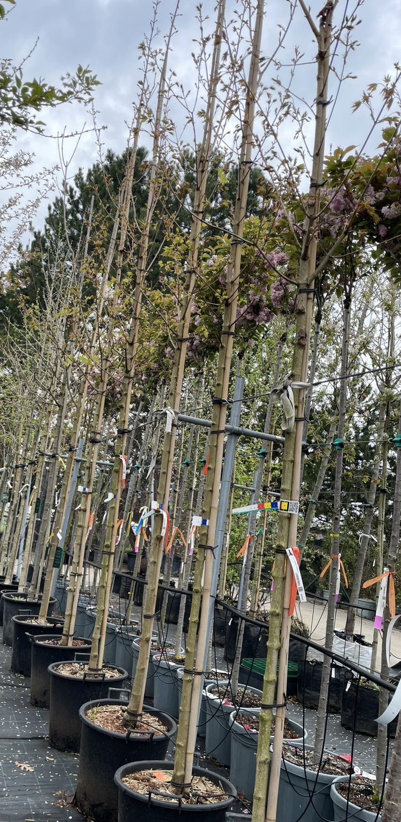 Acer ´Pacific Sunset´