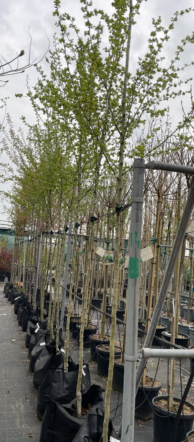 Crataegus laevigata ´Paul´s Scarlet´