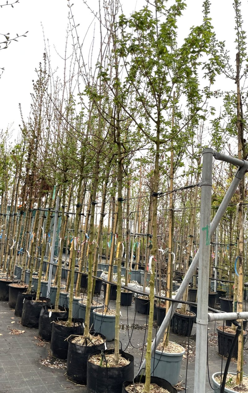 Acer campestre ´Elsrijk´