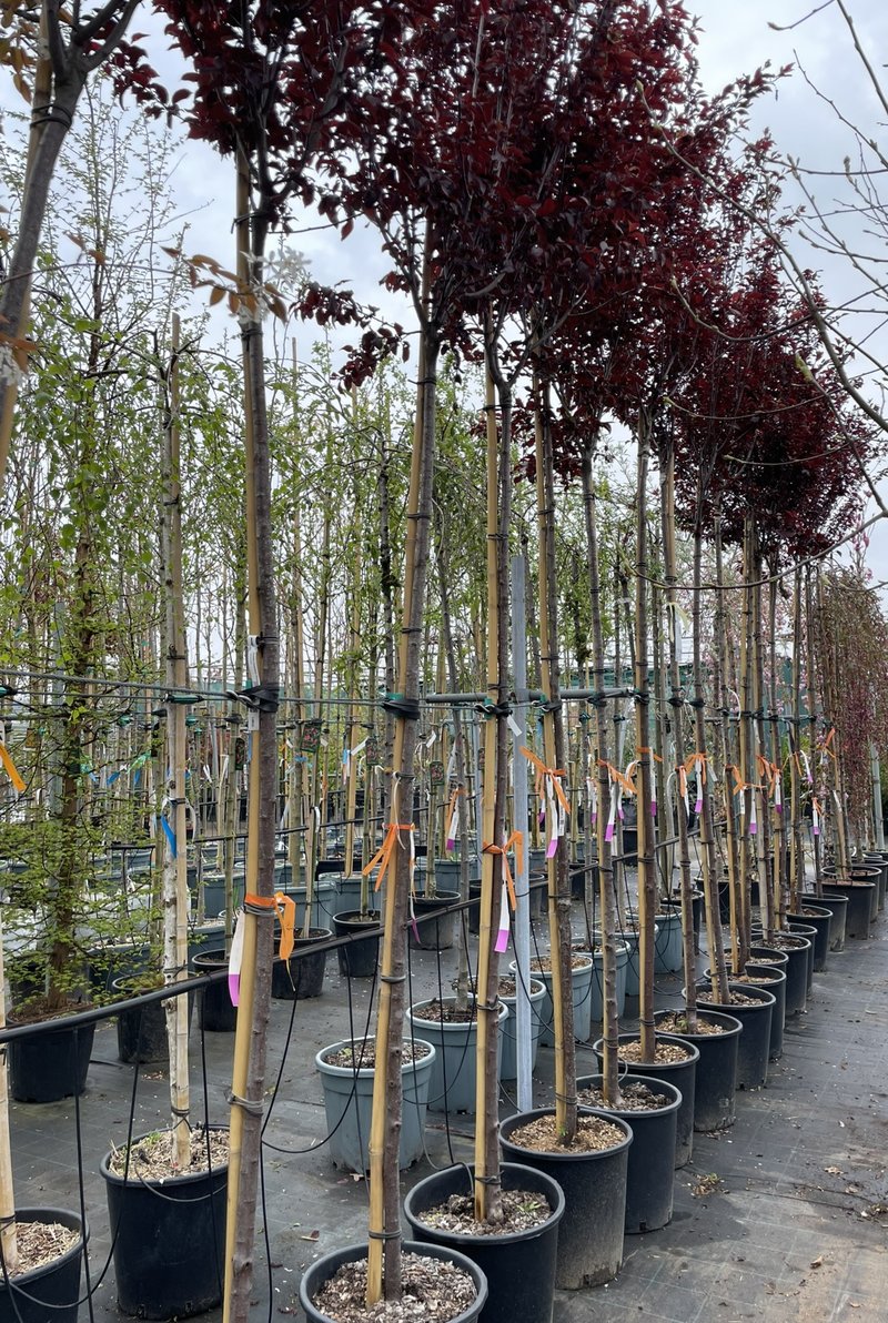 Prunus cerasifera ´Pissardii´