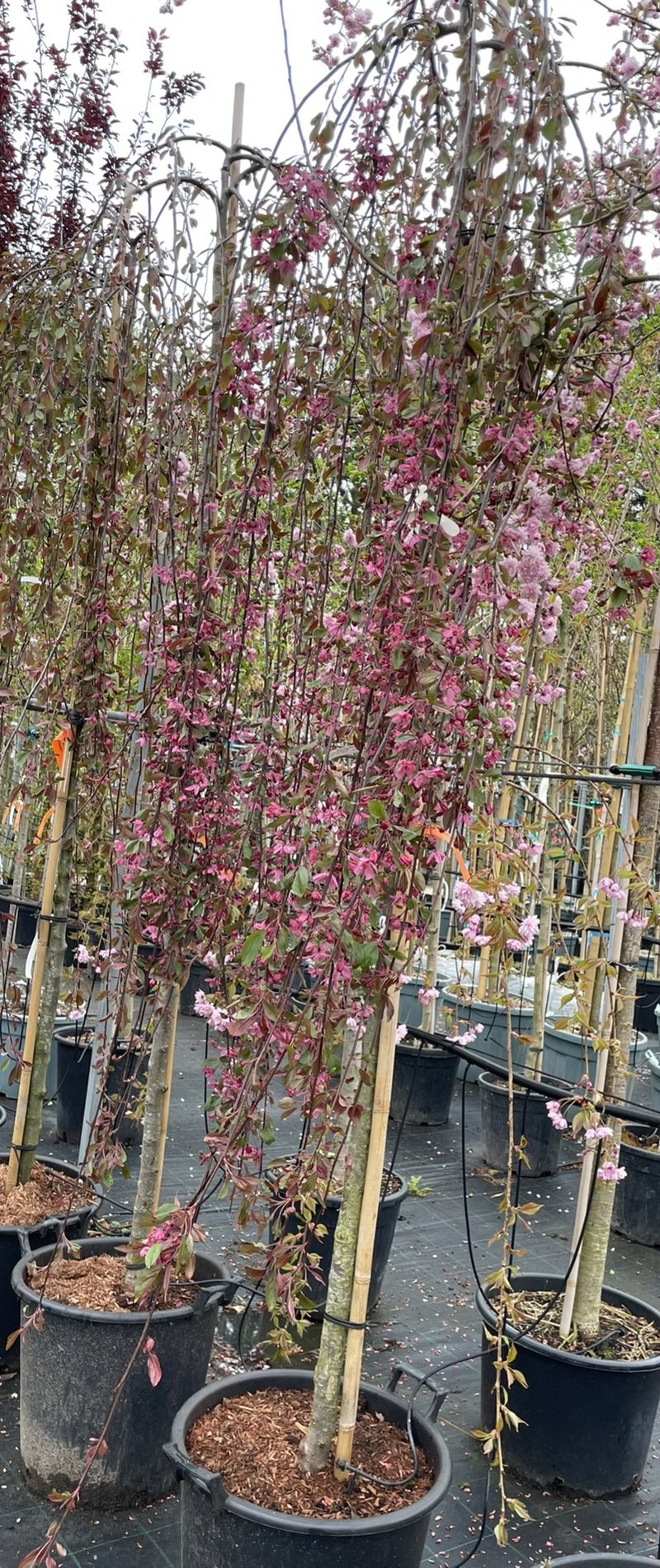 Malus ´Royal Beauty´