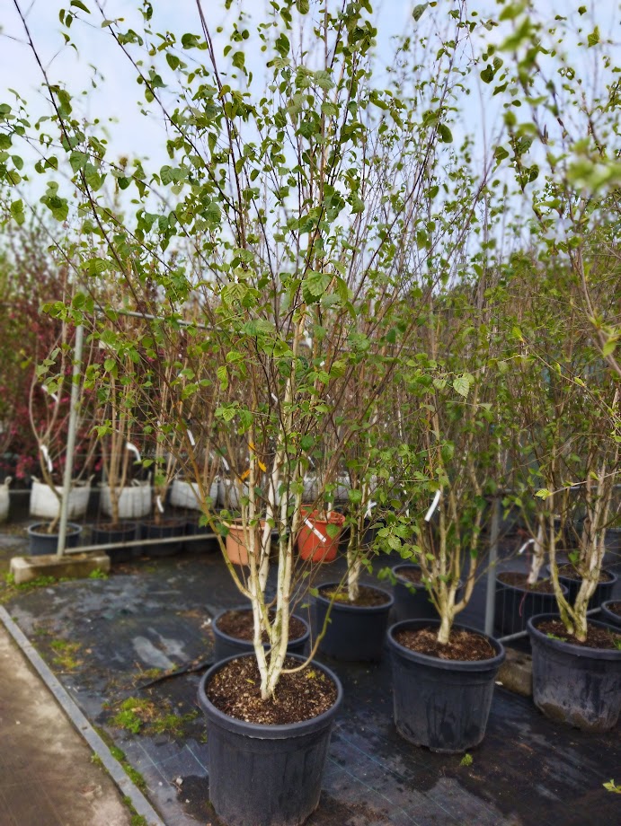 Betula utilis ´Doorenbos´