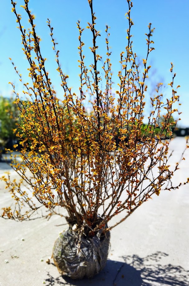 Physocarpus opulifolius ´Little Angel´