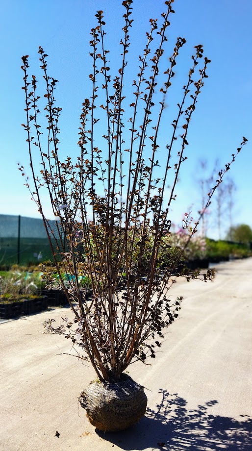 Physocarpus opulifolius ´Atropurpurea´