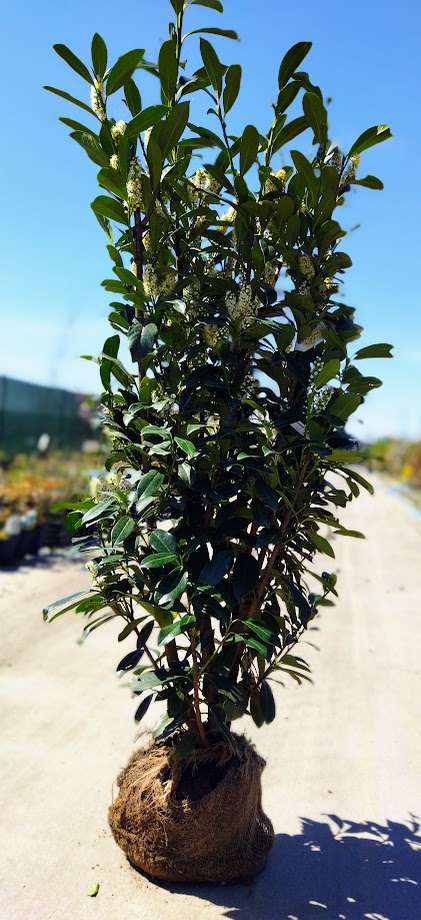 Prunus laurocerasus ´Elly´