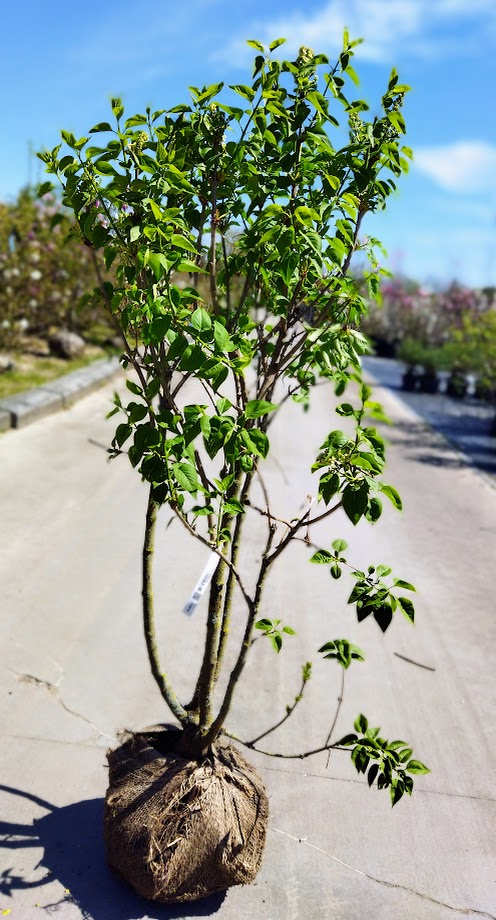 Syringa vulgaris ´Mme Lemoine´