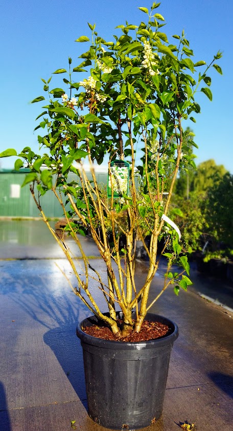 Syringa vulgaris ´Mme Lemoine´