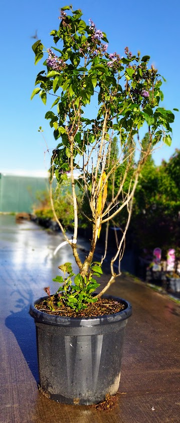 Syringa vulgaris ´Charles Joly´
