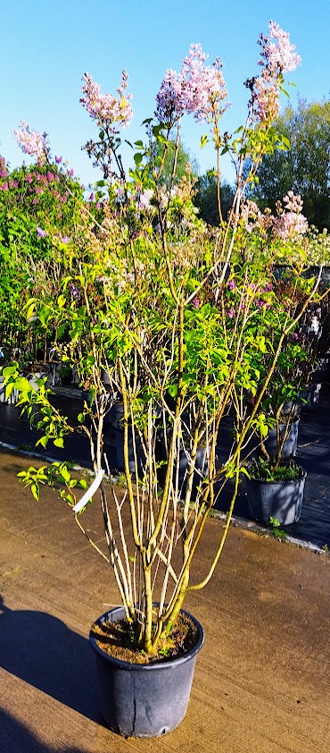 Syringa vulgaris ´California Rose´