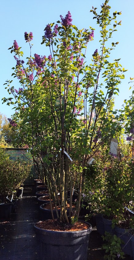 Syringa vulgaris ´Andenken an Ludwig Späth´