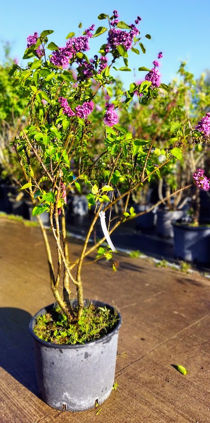 Syringa vulgaris ´Mme Florent Stepman´