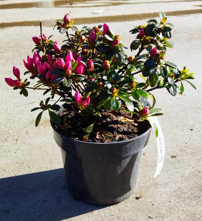 Azalea ´Anne Frank´