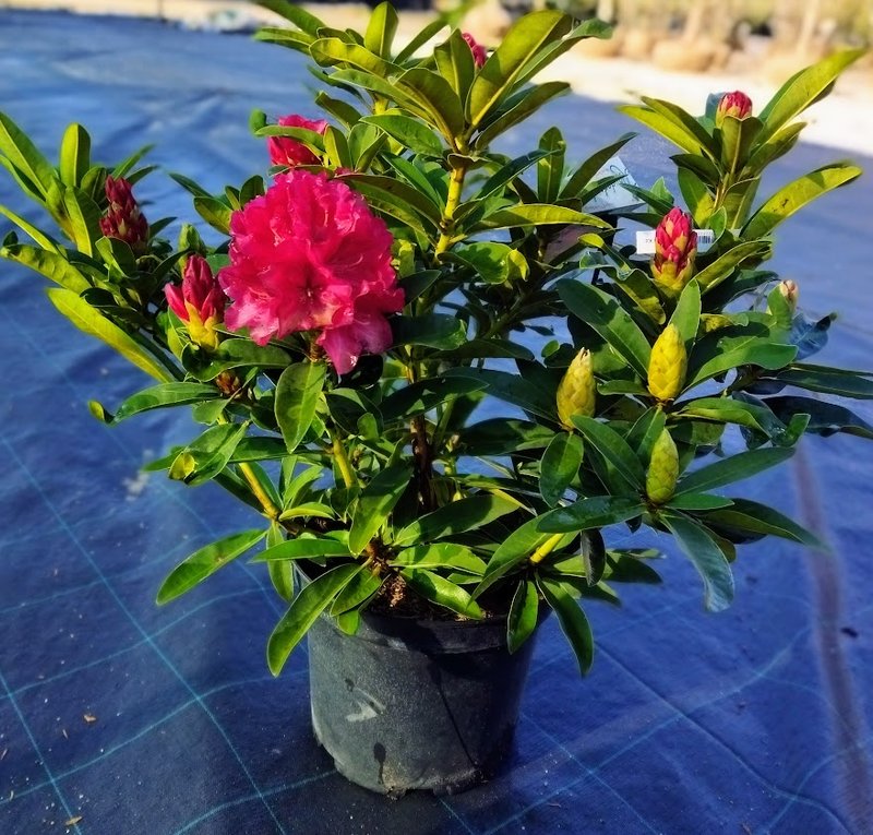 Rhododendron ´Nova Zembla´