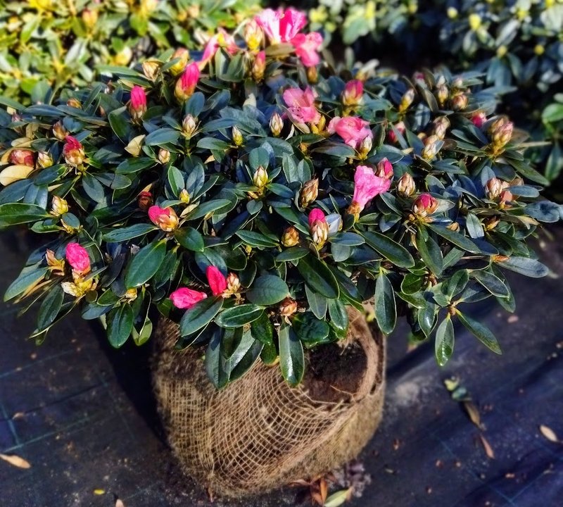 Rhododendron ´Malaga´