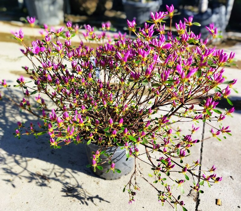 Azalea japonica ´Purple Splendour´