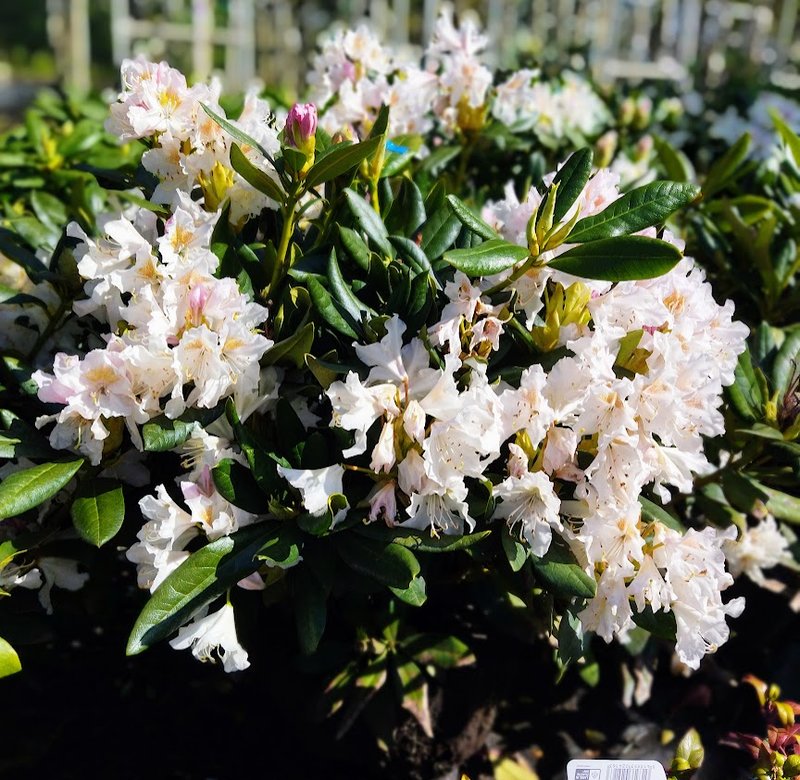 Rhododendron ´Cunningham´s White´