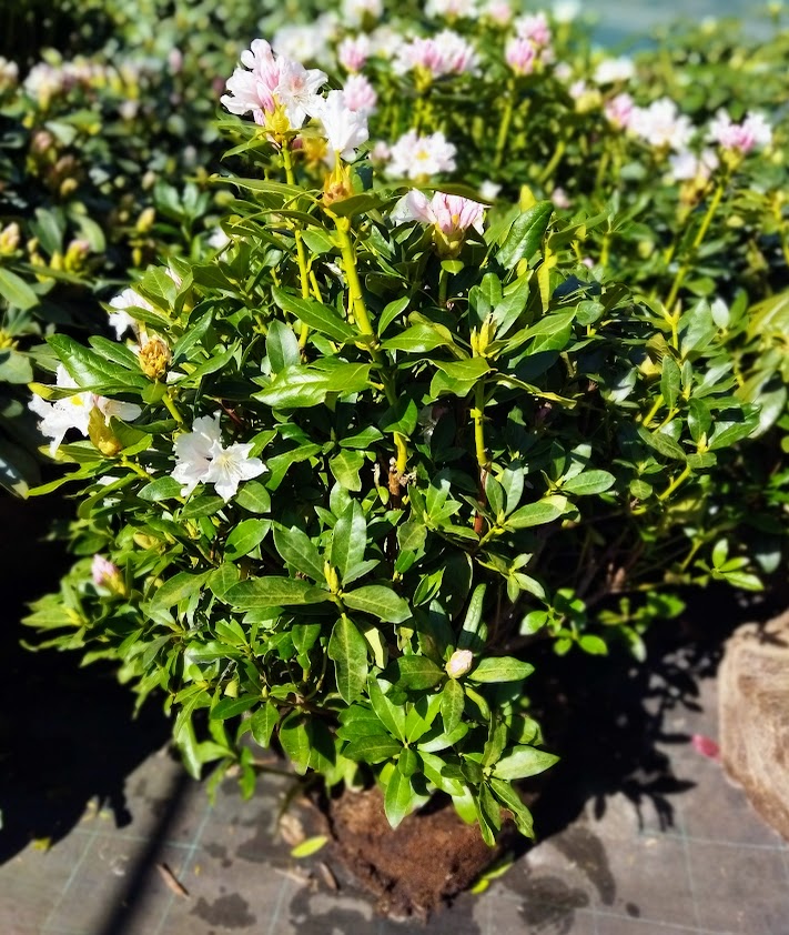 Rhododendron ´Cunningham´s White´