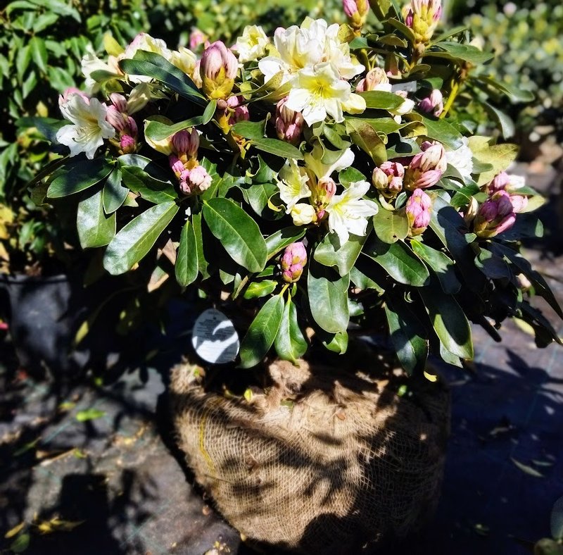 Rhododendron inkarho ´Dufthecke´