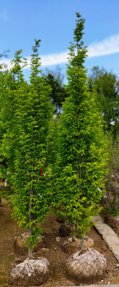 Carpinus betulus ´Fastigiata´
